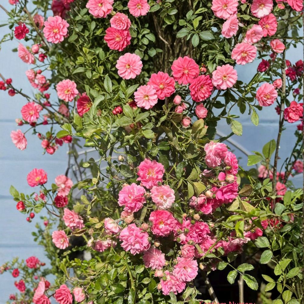 Seven Sisters Rose Heirloom Climbing Rose Potted Plant Pink Rambler Fragrant Garden Vine