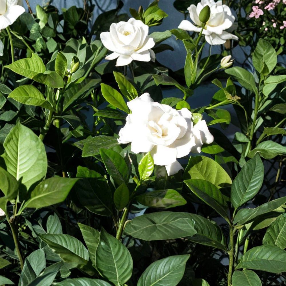 Gardenia Cuttings – Gardenia jasminoides Live Unrooted Propagation Starter – Fragrant Shrub, 6 Inch Length, Heirloom Cape Jasmine