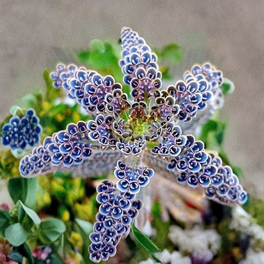 Mother of Millions Live Plant – Kalanchoe delagoensis Succulent in 2-Inch Pot, Easy Care Indoor Houseplant, Propagating Baby Plant