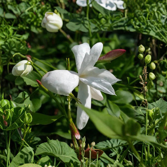 Jasmine Officinale Live Plant – 8–12 Inch Fragrant Poets Jasmine Vine in 4-Inch Pot, Indoor Outdoor Climbing Plant, Spanish Jasmine