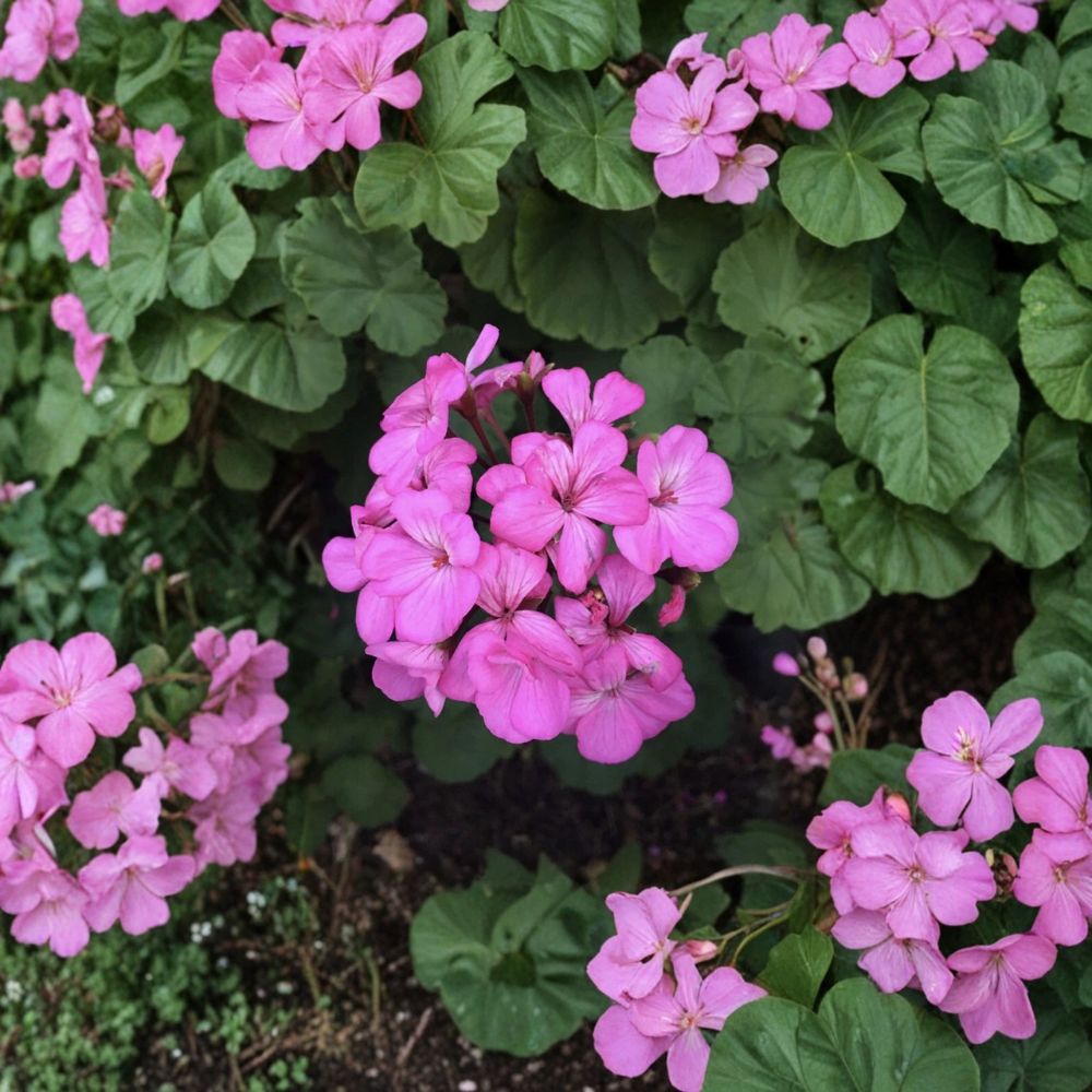 Hardy Pink Geranium Cuttings – Pelargonium Live Plant, 12 Unrooted, Fragrant Pink Blooms, Patio & Container Friendly
