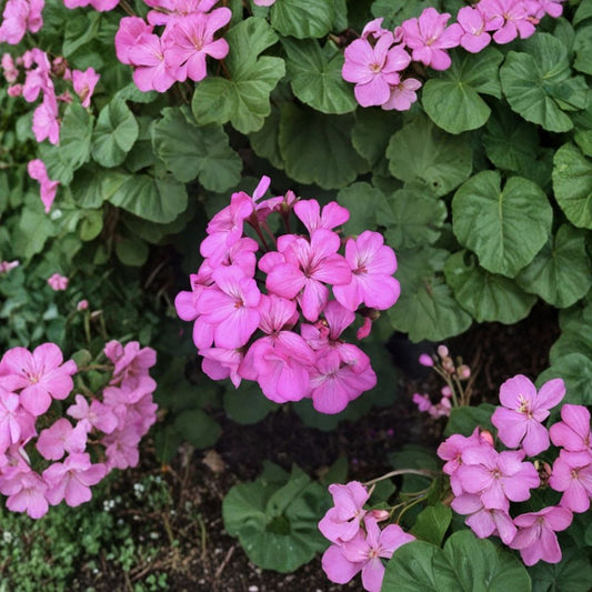 Hardy Pink Geranium Cuttings – Pelargonium Live Plant, 12 Unrooted, Fragrant Pink Blooms, Patio & Container Friendly