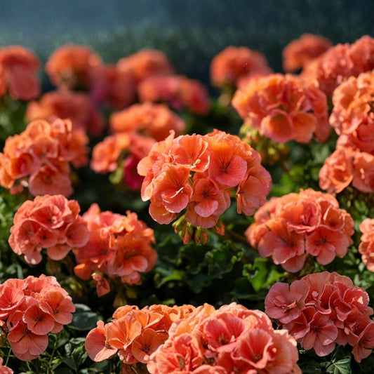 Maverick Orange Geranium Seeds – 10 F1 Hybrid Pelargonium Flower Seeds for Patio & Container Gardening