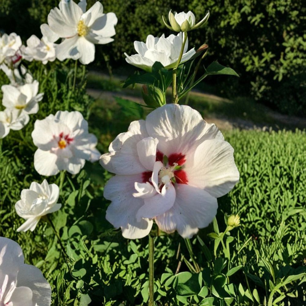Double Flower White Althea Rose of Sharon Live Plant | 1 Gallon Shrub | Hardy Landscape Flowering Shrub | Hibiscus syriacus