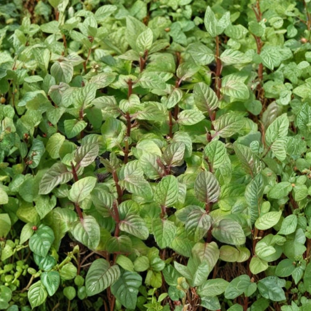 Berries and Cream Mint Cuttings – Mentha x piperita Organic Live Unrooted Herb for Culinary Use, Container Gardening, Fruity Aroma