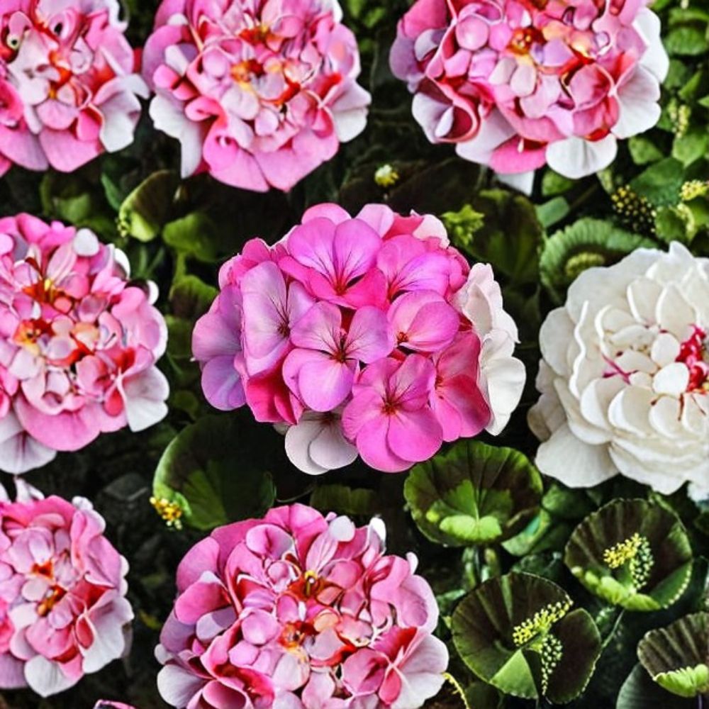 Pinto Premium White to Rose Geranium Seeds – 100 Pelargonium Seeds with Color-Changing Blooms for Gardens and Containers