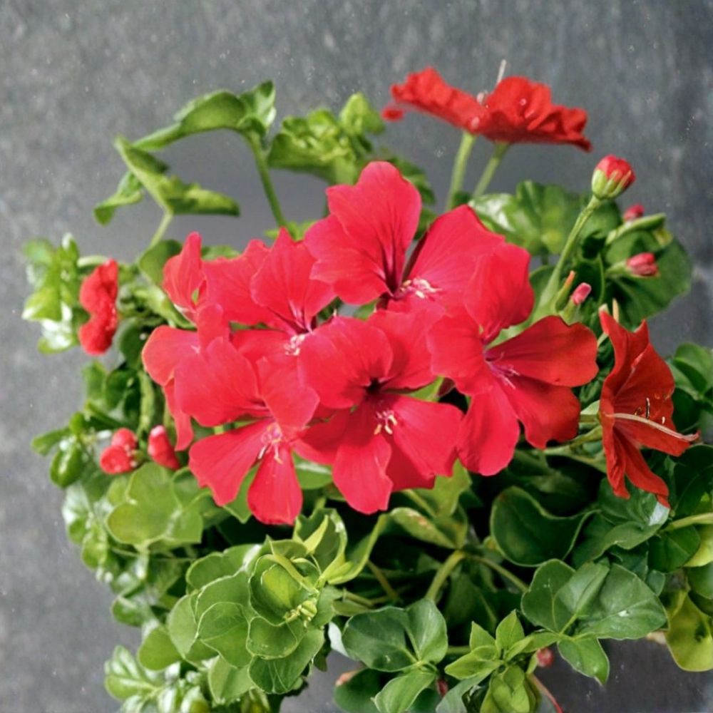 Tornado Red Trailing Geranium Seeds – 15 Film Coated Ivy Geraniums for Hanging Baskets, Heat Tolerant, Easy to Grow, Container Plant