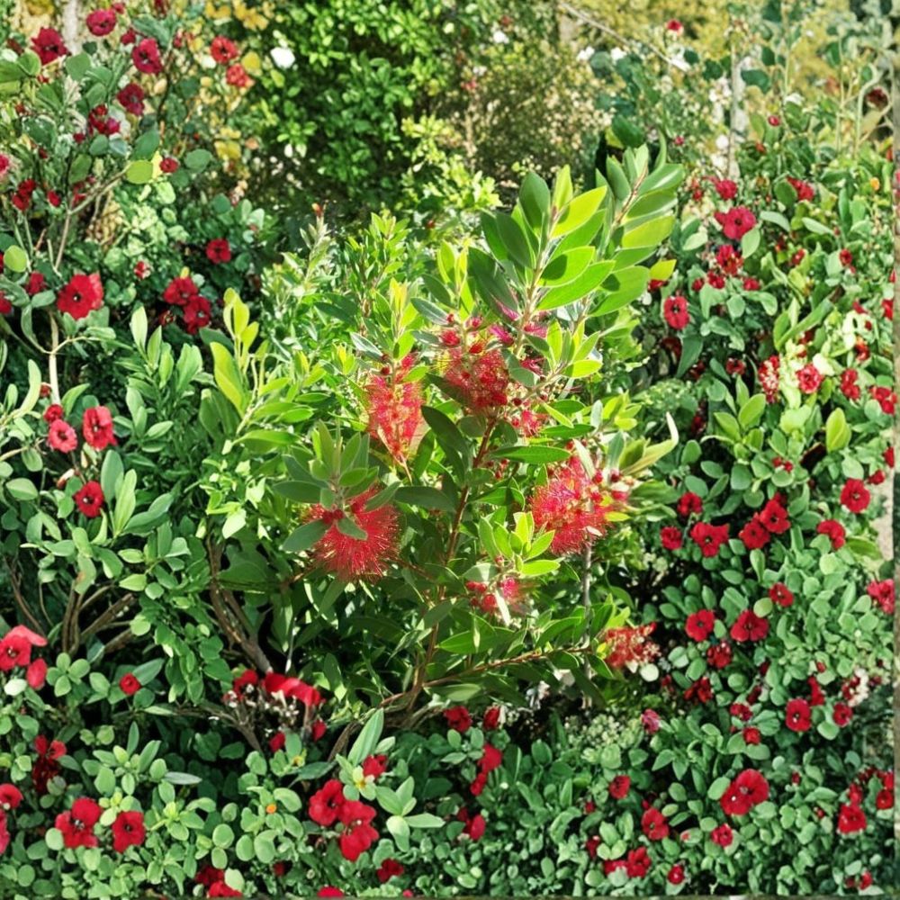 Red Bottlebrush Plant – Live Flowering Shrub in 3 Gallon Size with Bright Red Blooms, Evergreen Landscape Plant, Easy to Grow