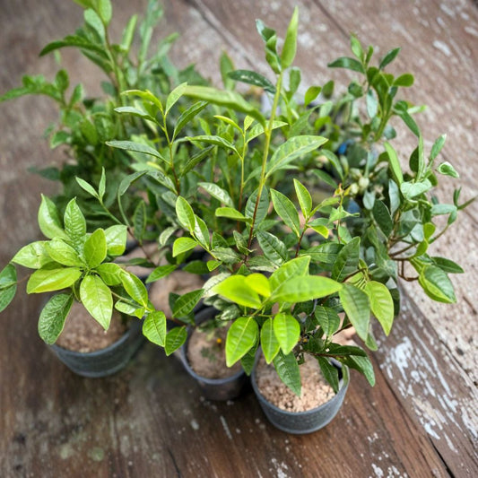 Live Tea Plant Seedling – Camellia sinensis ‘Anji White Tea’ – Edible Green Tea Plant for Garden & Container Growing