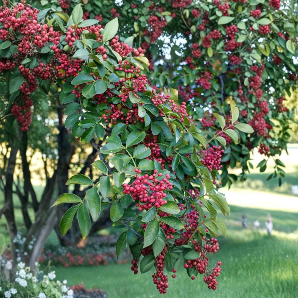 Sichuan Pepper Tree Live Plant – Zanthoxylum simulans, 3 Ft in 1-Gallon Pot, Hanyuan Da Hong Pao, Szechuan Peppercorn Plant, Culinary Herb