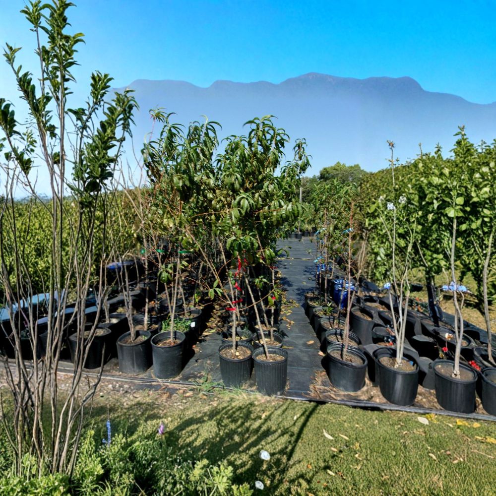 Ruby Prince Peach Tree – Live Fruit Tree, 4–6 Feet, Self-Pollinating, Freestone Peaches, Orchard Tree, Easy to Grow