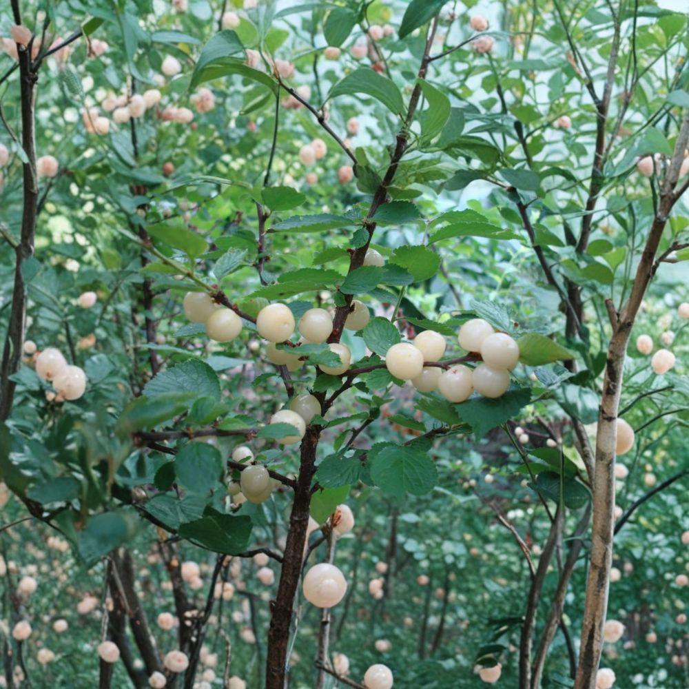 White Nanking Cherry Bush – Rooted Sweet Cherry Plant for Zones 2–7, Edible White Cherries, Cold Hardy Fruit Shrub, Live Garden Plant