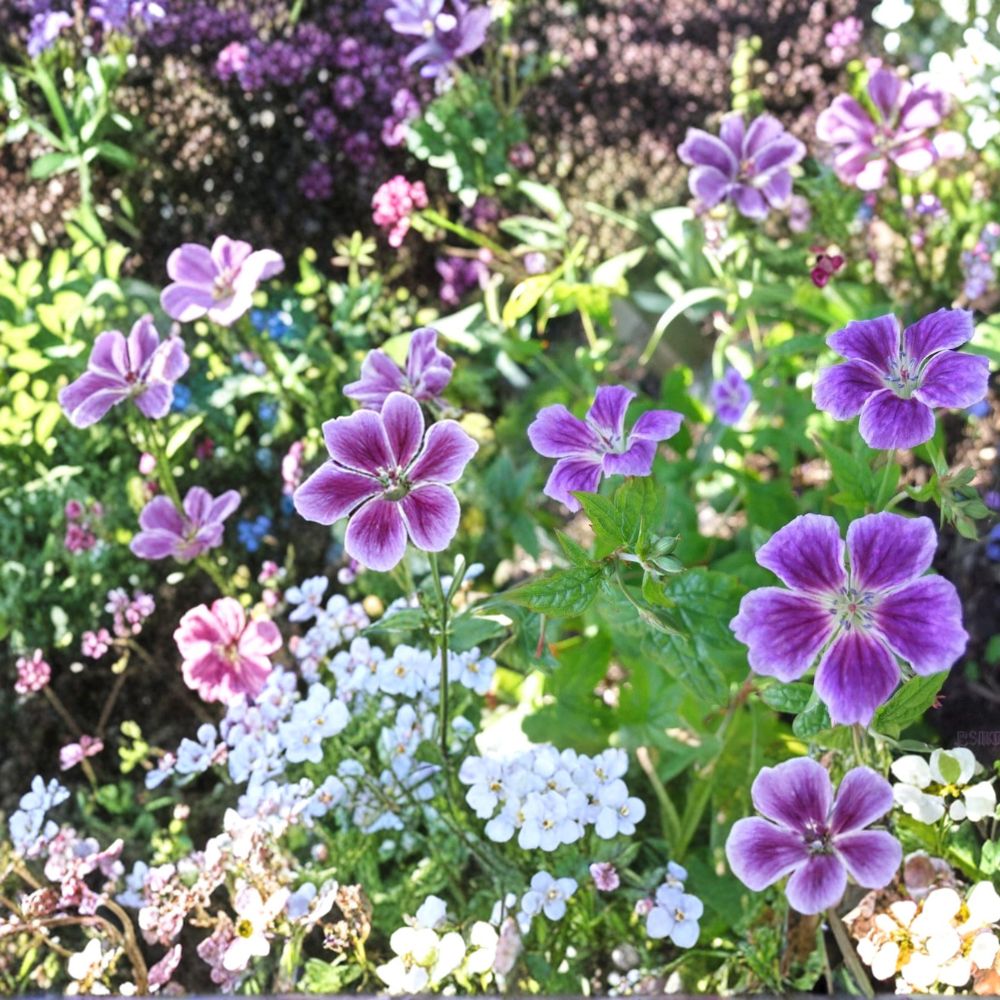 Blueberry Ice Geranium Seeds – 25+ Pelargonium Flower Seeds for Garden & Patio Bright Blooms, Vibrant Color, Easy to Grow