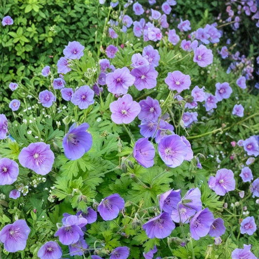 Gravetye Geranium Seeds – Pelargonium Flower Seeds | 25+ Seeds | Vibrant Garden Blooms | Patio & Container Friendly | Easy to Grow