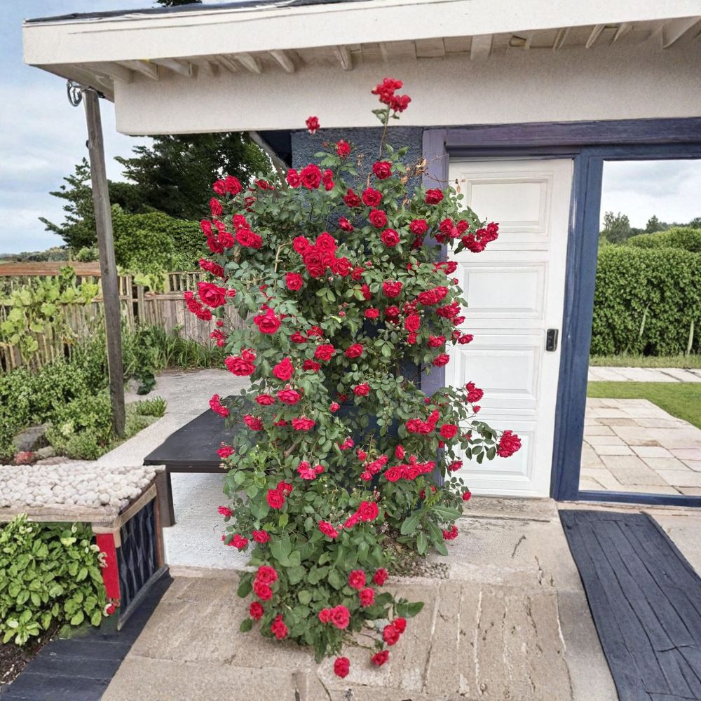 Blaze Climbing Rose Plant – Live Potted Red Rose Vine, Hardy, Repeat Blooming Garden Rose for Trellis & Arbor, Rosa 'Blaze'
