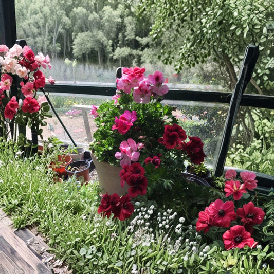 Martha Washington Geranium Cuttings – 6 Pelargonium Mix for Rooting, Multi-Color Flower, Indoor & Outdoor Plant