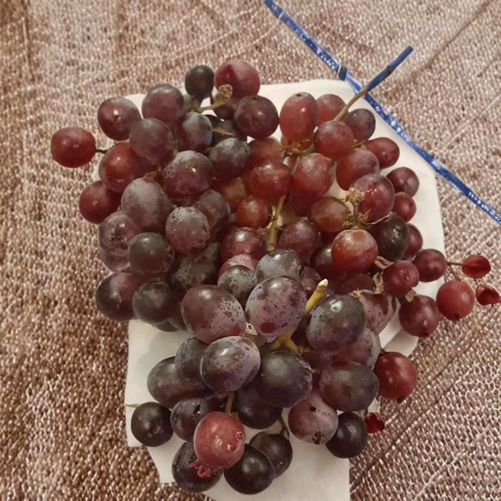 Vanessa Red Seedless Grape Vine – Live Fruit Plant, Self-Fertile, Easy to Grow, 2 Gallon Size, Home Garden Favorite