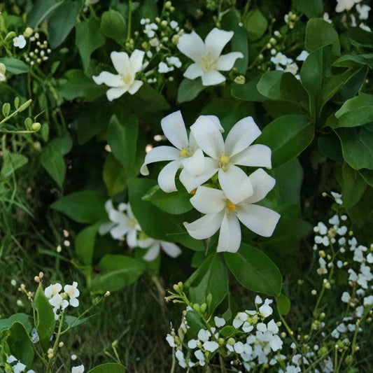 Orange Jasmine Seeds – Murraya paniculata Tall Variety, Fragrant White Flower Shrub, Decorative Hedge, 10 Pack