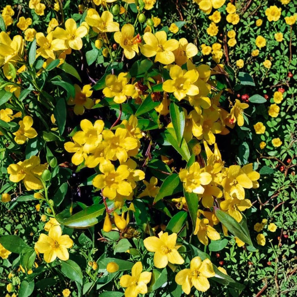 Carolina Jasmine Seeds – Gelsemium sempervirens Yellow Jessamine Climbing Vine Bulk Pack for Privacy Screen & Fragrant Garden