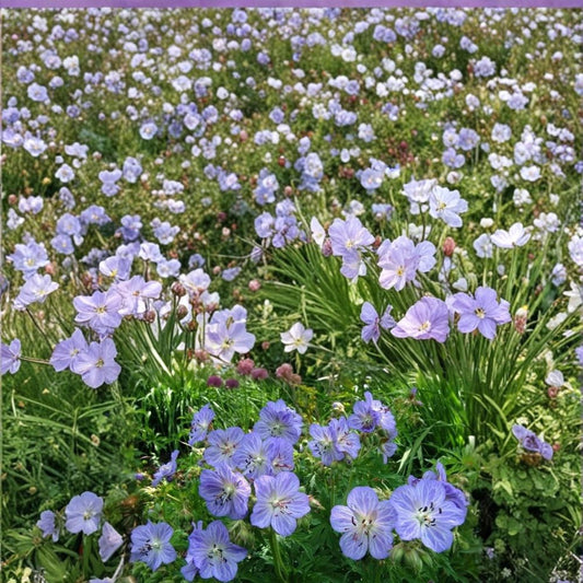 Mrs. Kendal Clark Geranium Seeds – 25+ Hardy Flower Seeds for Cottage Garden, Bright Blooms, Easy to Grow, Container or Border Plant