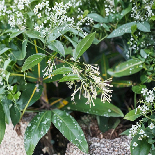 Night Blooming Jasmine Live Plant – Cestrum nocturnum 4–6 Inch Starter, Fragrant Night Flowering Shrub for Indoor Outdoor Gardens