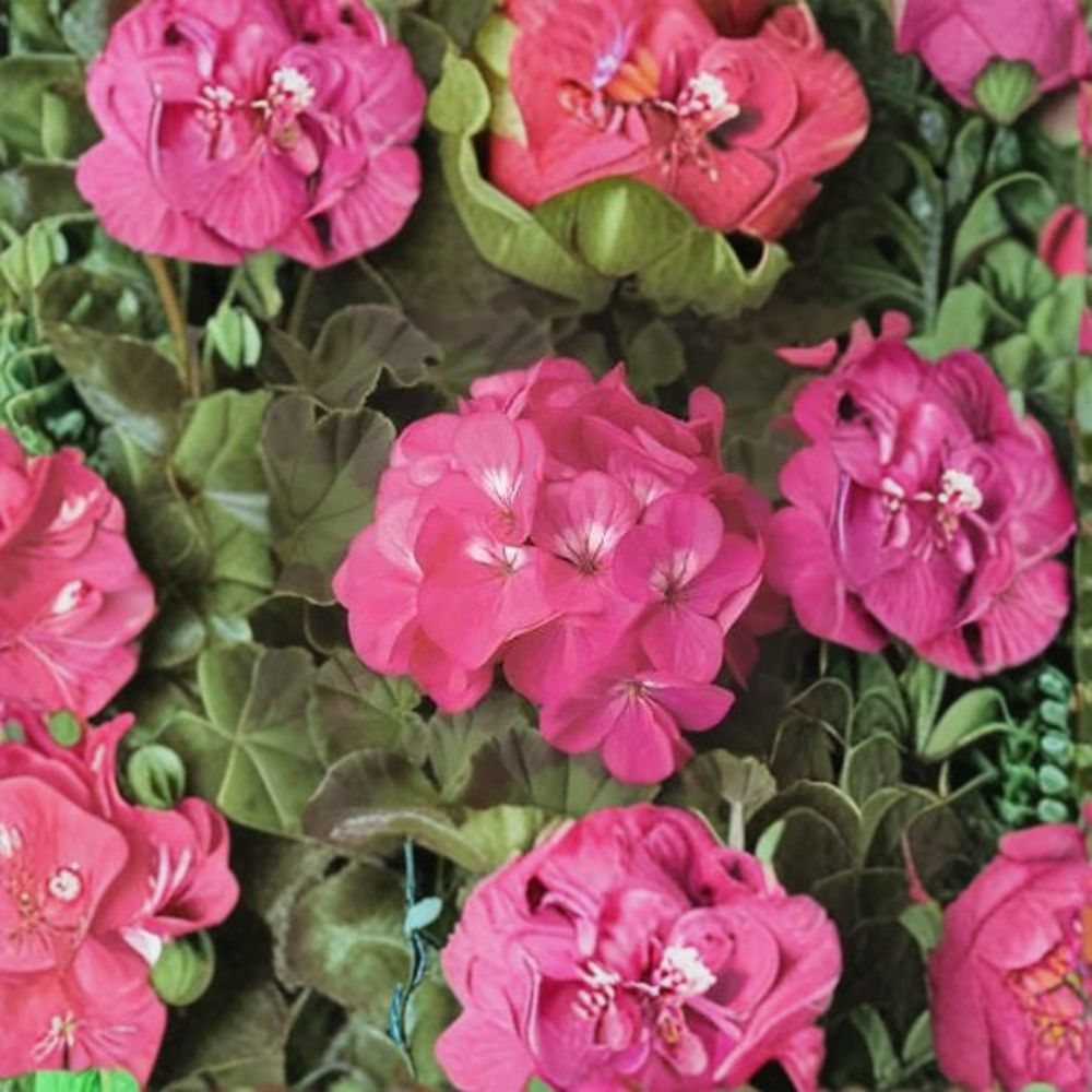 Geranium Pinto Premium Rose Deep Pelargonium Seeds – 1,000 Deep Rose Blooms, Garden & Landscape Friendly, Easy to Grow