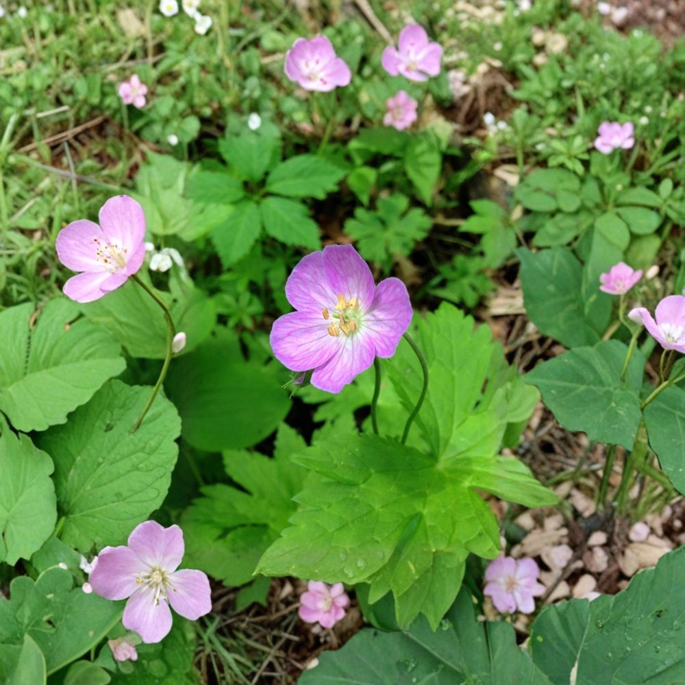 Wild Geranium Bare Roots – 10 Geranium maculatum Cranesbill Native Woodland Perennial for Shade Gardens