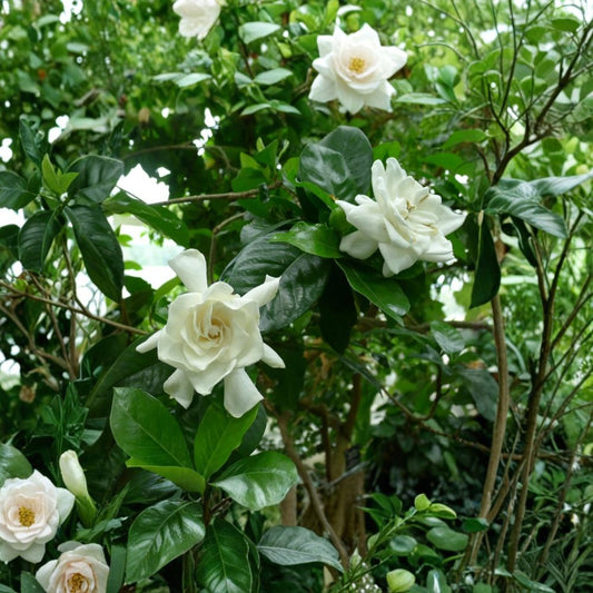 Live Gardenia Plant – 8 Inch Tall in 4 Inch Pot – Fragrant White Flowering Houseplant – Gardenia jasminoides for Indoor Outdoor Gardens