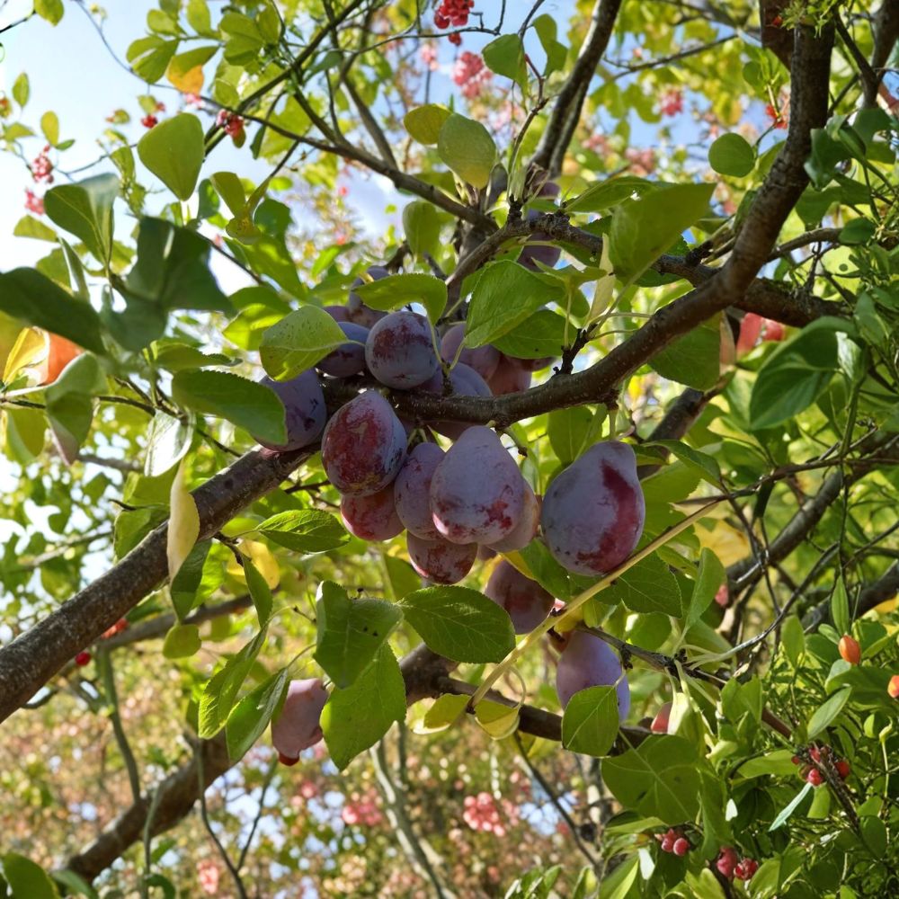 Prune D’Ente 707 Plum Tree – European Self-Fertile Fruit Tree | Potted Plant for Drying & Baking