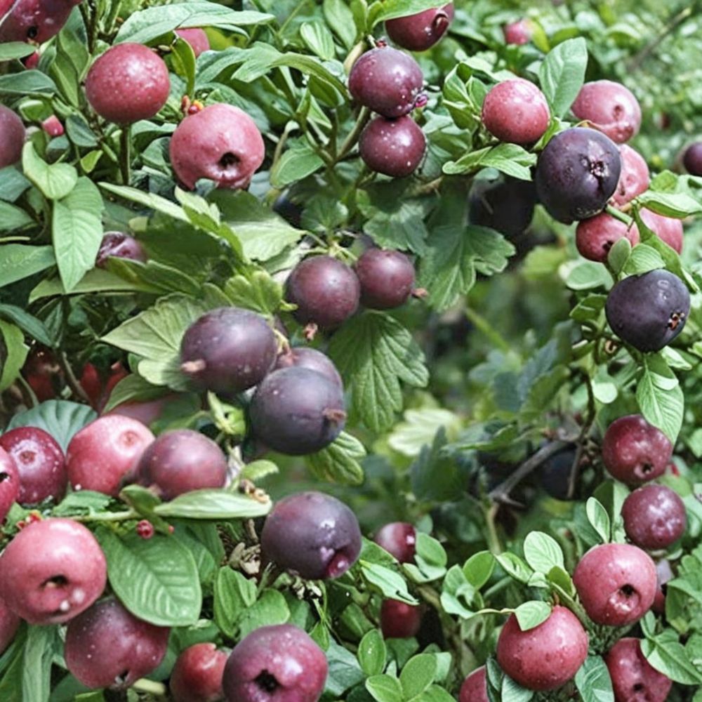 Black Velvet Gooseberry Live Plant | Hybrid Worcesterberry Dessert Berry Shrub | Zones 4-7