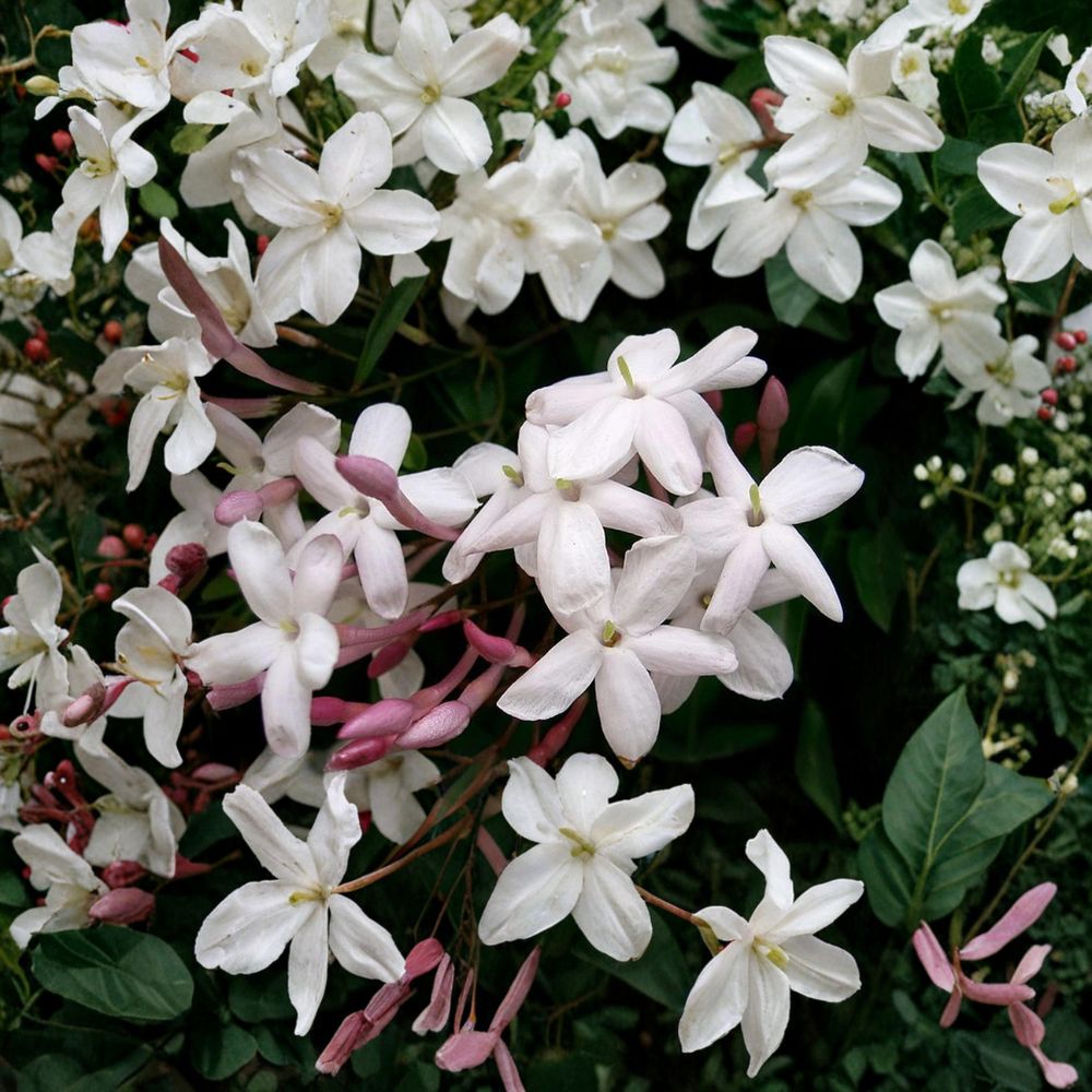 Pink Jasmine Vine Plant – Jasminum polyanthum Live Starter, Fragrant Winter Blooms, Indoor Outdoor Climbing Plant, Trellis Ready