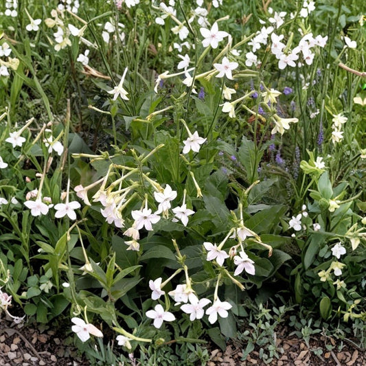 Nicotiana Alata Seeds 20+ | Jasmine Flowering Tobacco | Fragrant Night Blooming Ornamental Garden Plant