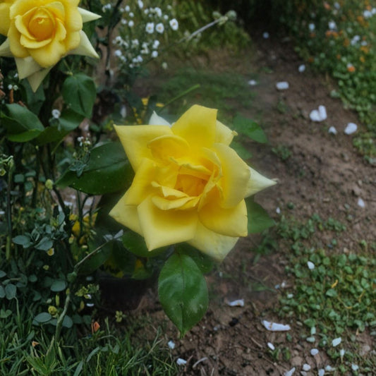 Oregold Grandiflora Rose Live Plant – 1 Gallon Yellow Blooms Garden Shrub, Rosa × grandiflora