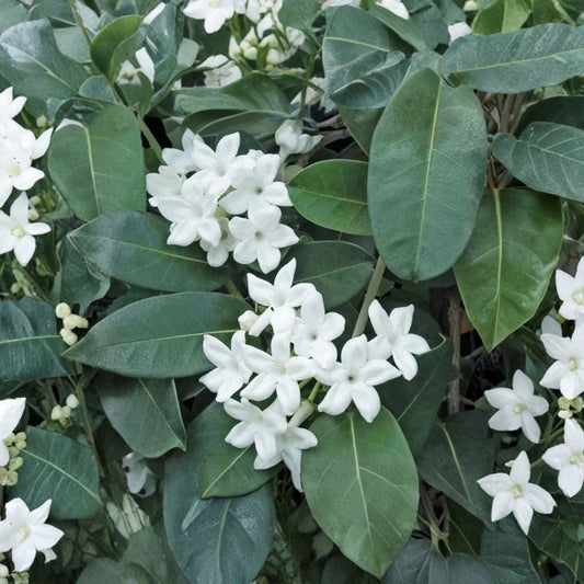 Madagascar Jasmine Live Plant – Stephanotis floribunda Climbing Vine with Fragrant White Blooms for Indoor & Outdoor Gardens