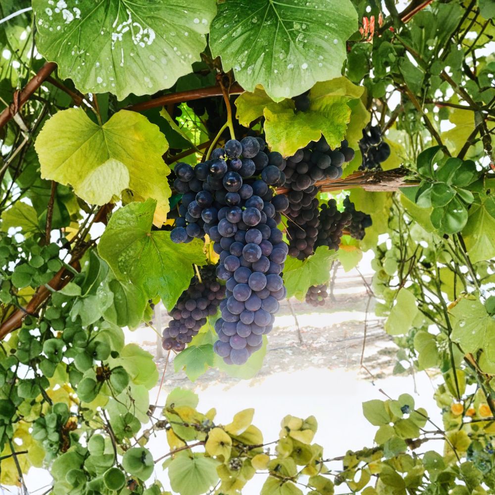 Thomcord Seedless Grape Cuttings – Vitis vinifera x labrusca, 5 pcs, DIY Propagation, Sweet Table Grape, Easy to Root