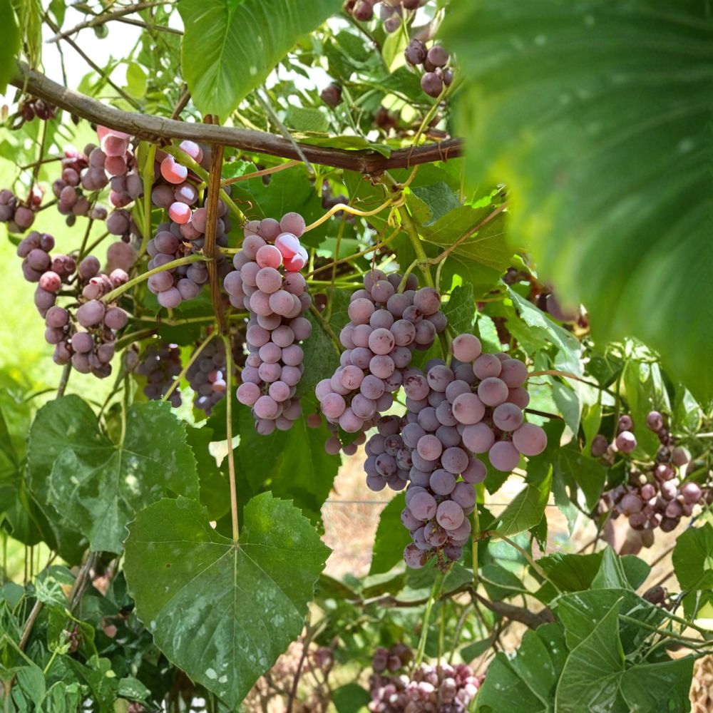 Delaware Grape Cuttings 5 Pack | Vitis labrusca Hybrid | Sweet Pink Table Grape | Japanese Delaware Variety for Vineyards