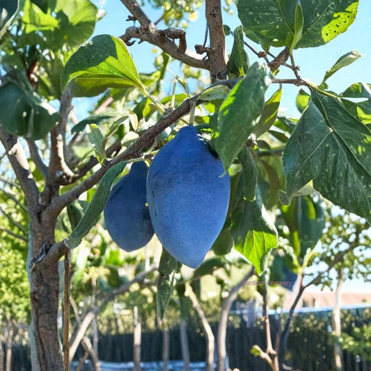 Long John European Plum Tree – Prunus domestica Live Plant | Sweet Freestone Blue Purple Fruit Tree for Backyard Orchard
