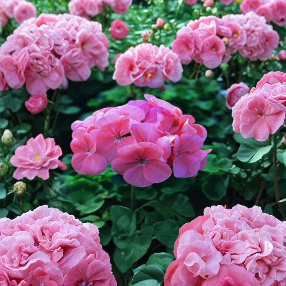 Saturn Deep Salmon Geranium Seeds – 15 Film Coated Zonal Geranium for Patio & Garden, Easy to Grow, Compact Flower Seeds