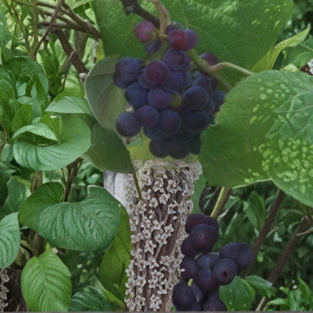 Saturn Blue Seedless Grape Vine – Live Fruit Plant, 3 Gallon, Self-Fertile, Easy to Grow, Home Garden Favorite