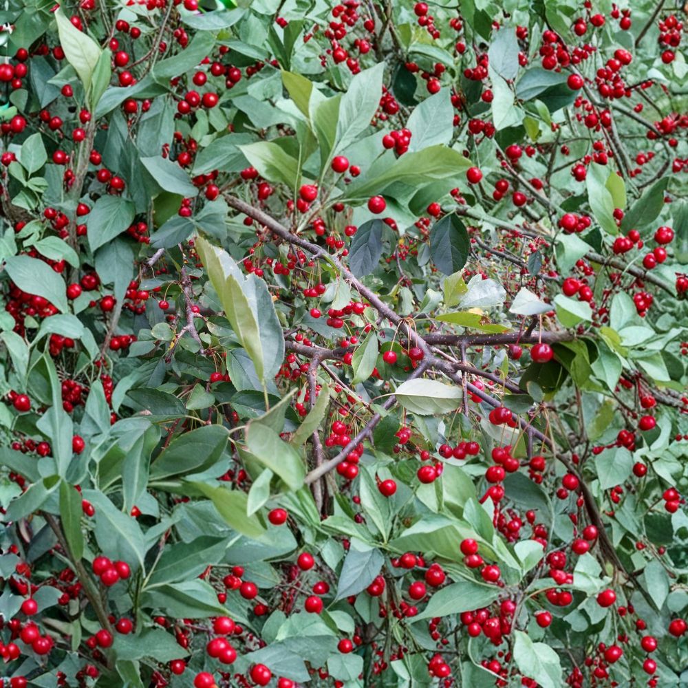 Roselow Crabapple Live Rooted Shrub – Flowering Crabapple Tree for Pollinators, Wildlife Garden, Zones 4–9