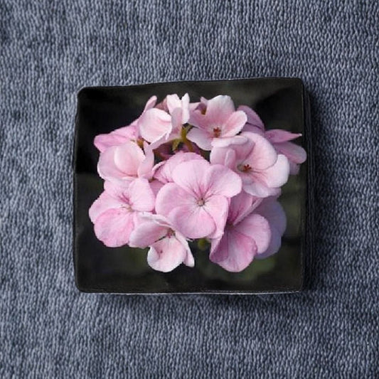 Maverick Appleblossom Geranium Seeds – 10 Pelargonium Flower Seeds for Pots & Gardens, Pink & White Zonal Geraniums