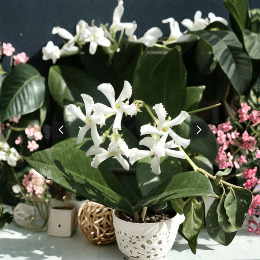 Jasmine Cuttings Mix – Star Jasmine & Pink Jasmine Polyanthum, 10 Organic Unrooted Climbing Vines for Indoor Outdoor Propagation