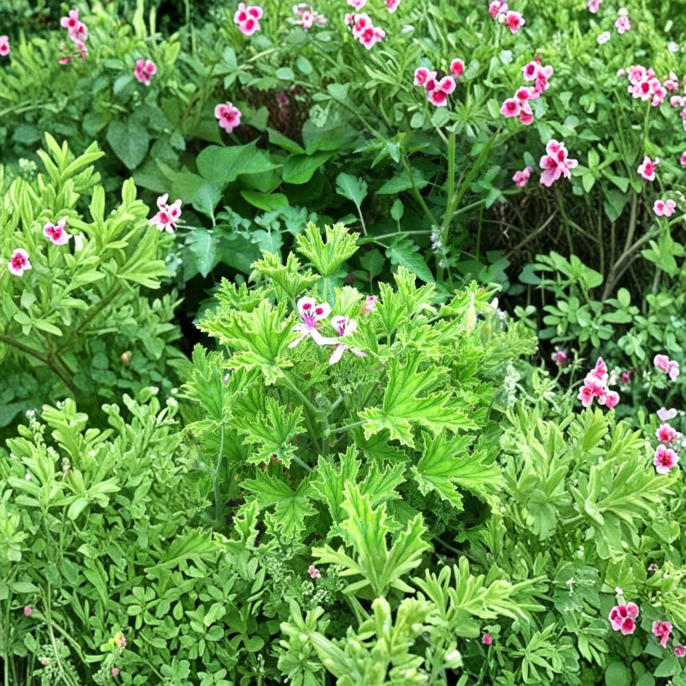 Van Leeni Citrosa Mosquito Plant – Live Pelargonium citrosum Plug, Fragrant Citronella Geranium Starter Plant for Mosquito Repellent