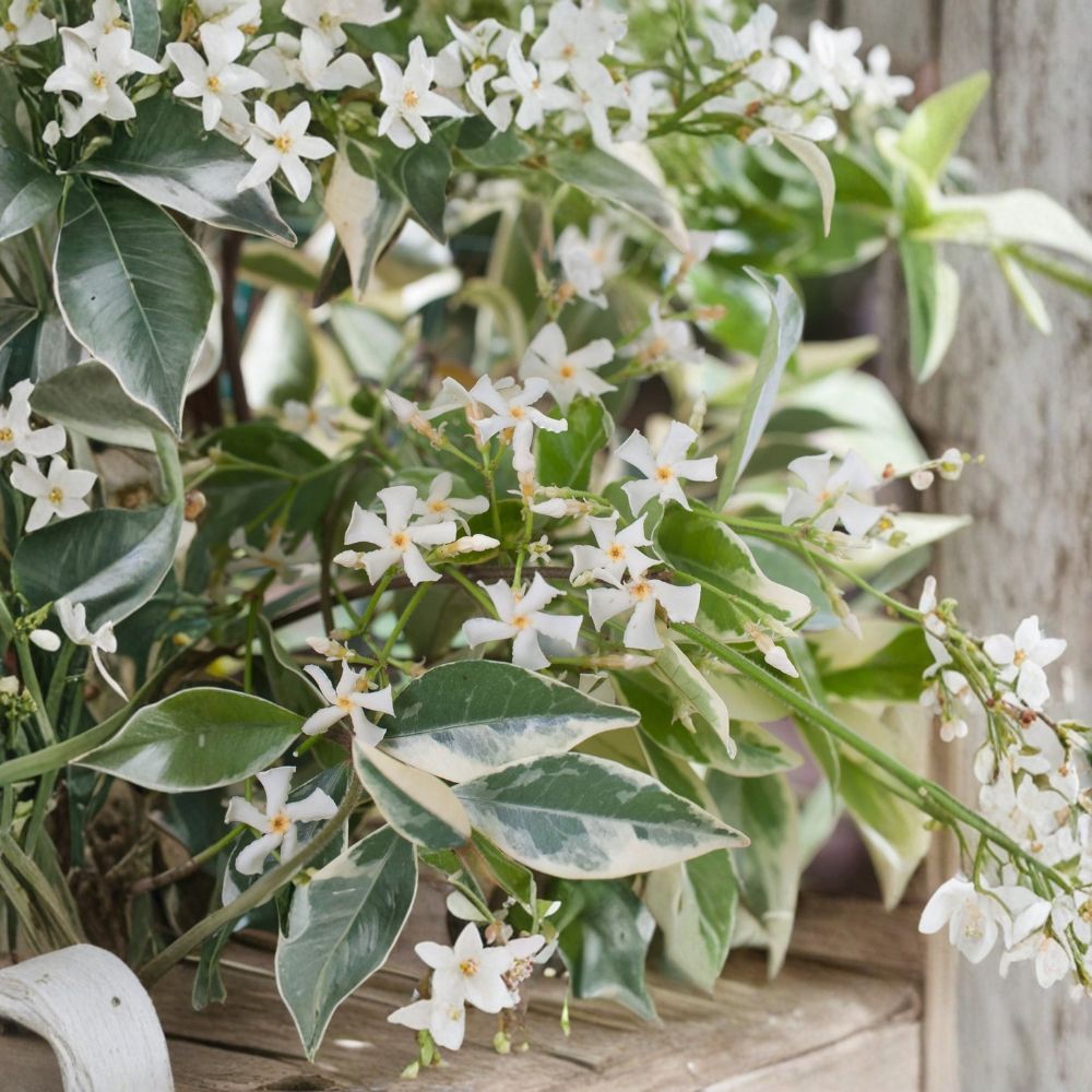 Variegated Confederate Jasmine Plant – Rooted Climbing Vine in Pot | Fragrant Trachelospermum jasminoides for Indoor & Outdoor Gardens