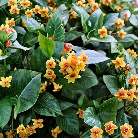 Orange Jasmine Live Plant – 6-12 Inch Starter, Cestrum aurantiacum, Tropical Flowering Shrub, Hummingbird Friendly, Orange Zest Jessamine