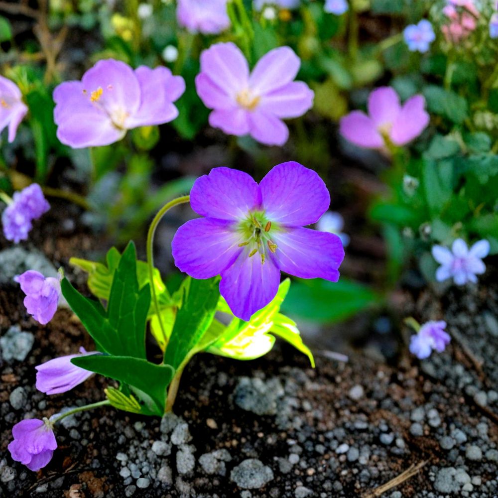 Oregon Geranium Seeds – Geranium oreganum Cranesbill – Native Wildflower for Shade Gardens – Easy to Grow, Purple Blooms, 10 Seeds