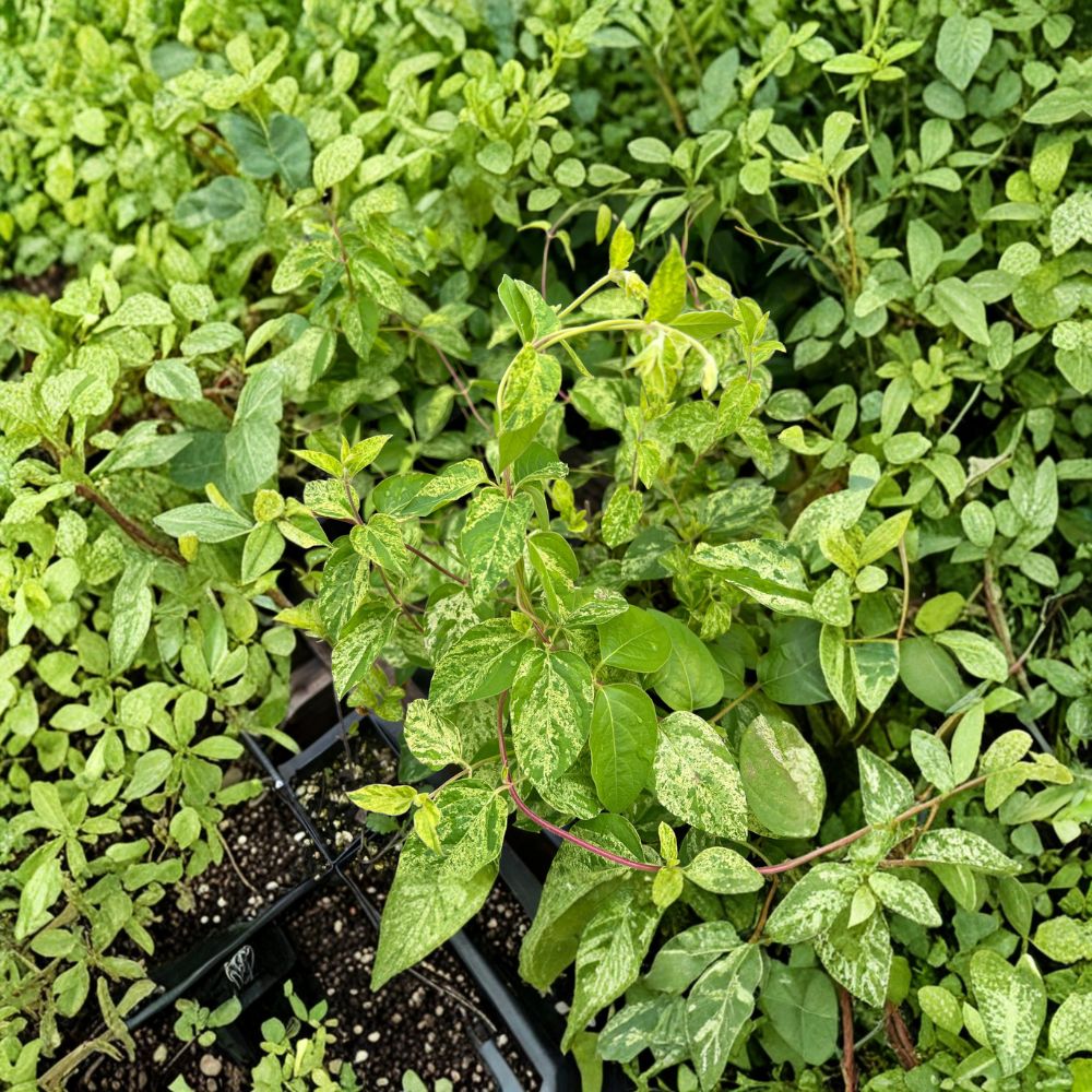 Variegated Honeysuckle Vine Live Plant – Lonicera japonica ‘Mint Crisp’ Fragrant Climbing Vine with Cream & Green Foliage for Garden & Patio
