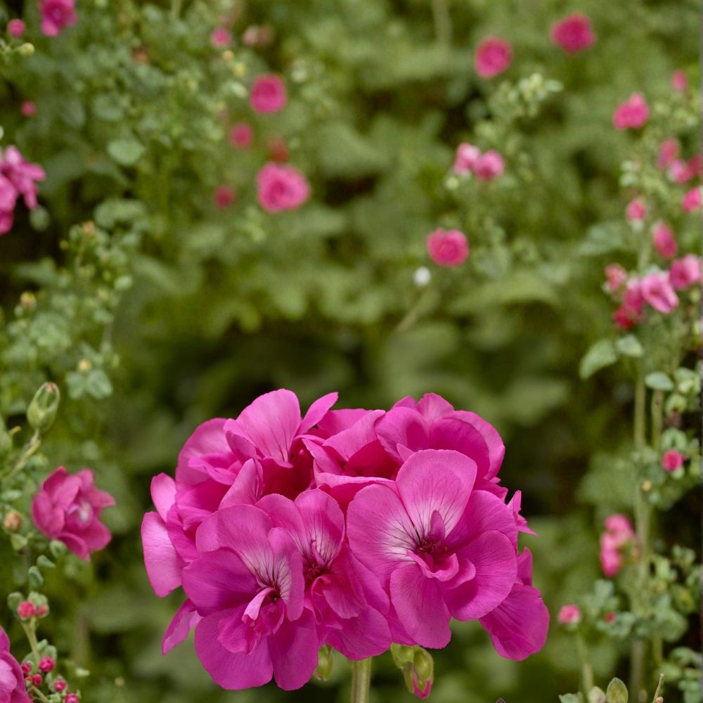 Calliope Hot Pink Geranium Seeds – 25+ Premium Flower Seeds for Vibrant Pink Garden Blooms, Patio & Container Gardening, Easy to Grow