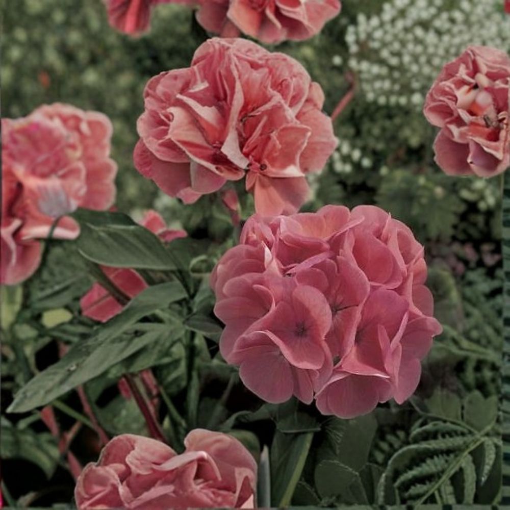 Maverick Salmon Geranium Seeds – 100 Pelargonium Flower Seeds for Pots & Gardens – Zonal Geranium with Salmon Blooms
