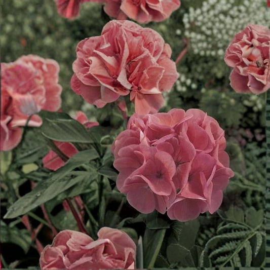 Maverick Salmon Geranium Seeds – 100 Pelargonium Flower Seeds for Pots & Gardens – Zonal Geranium with Salmon Blooms